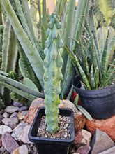 Load image into Gallery viewer, Boobie Cactus - Mrytillocacatus Geometrizans var. Fukurokuyuzinboku