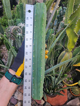 Load image into Gallery viewer, Peruvianus Mid Cut - PDN Peru