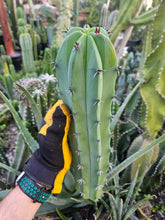 Load image into Gallery viewer, Myrtillocactus Cutting