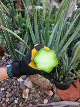 Load image into Gallery viewer, Tucson Fats Mid Cut