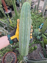 Load image into Gallery viewer, Tammy Pachanoi