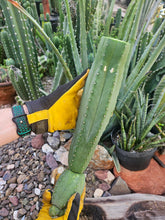 Load image into Gallery viewer, Tucson Fats Mid Cut