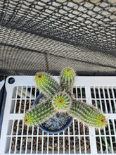 Load image into Gallery viewer, Thelegonus Mini Stand!