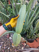 Load image into Gallery viewer, Tucson Fats Mid Cut