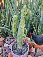 Load image into Gallery viewer, Totem Pole