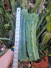 Load image into Gallery viewer, Myrtillocactus Geometrizans Tip & Mid Cut Combo