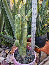 Load image into Gallery viewer, Totem Pole