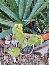 Load image into Gallery viewer, Totem Pole