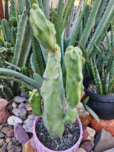 Load image into Gallery viewer, Totem Pole