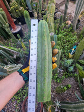 Load image into Gallery viewer, Tammy Pachanoi