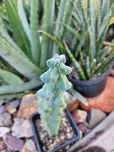 Load image into Gallery viewer, Boobie Cactus - Mrytillocacatus Geometrizans var. Fukurokuyuzinboku