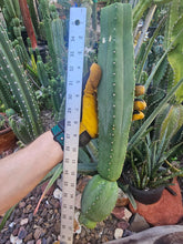 Load image into Gallery viewer, Tucson Fats Mid Cut