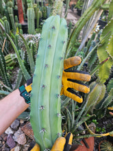 Load image into Gallery viewer, Myrtillocactus Cutting