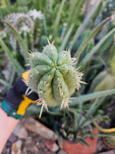 Load image into Gallery viewer, Cuzcoensis