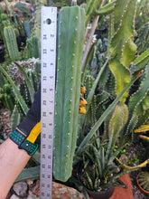 Load image into Gallery viewer, Peruvianus Mid Cut - PDN Peru