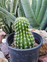 Load image into Gallery viewer, Tricocereus Grandiflorus - Amazing Grafting Stock!