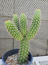 Load image into Gallery viewer, Thelegonus Mini Stand!