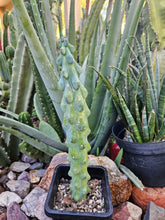 Load image into Gallery viewer, Boobie Cactus - Mrytillocacatus Geometrizans var. Fukurokuyuzinboku