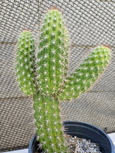 Load image into Gallery viewer, Thelegonus Mini Stand!