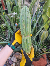 Load image into Gallery viewer, Cuzcoensis