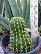 Load image into Gallery viewer, Tricocereus Grandiflorus - Amazing Grafting Stock!