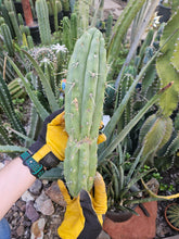 Load image into Gallery viewer, Cuzcoensis