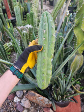 Load image into Gallery viewer, Cuzcoensis