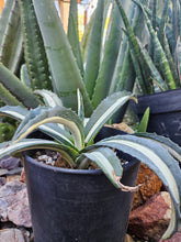 Load image into Gallery viewer, Variegated Agave