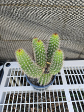 Load image into Gallery viewer, Thelegonus Mini Stand!