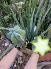 Load image into Gallery viewer, Myrtillocactus Geometrizans Tip & Mid Cut Combo