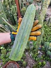 Load image into Gallery viewer, Tammy Pachanoi