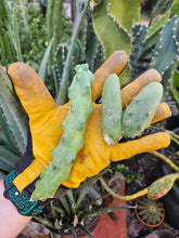 Load image into Gallery viewer, The Perfect Pair - "Penis" & "Boobie" Cactus