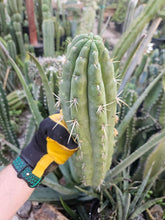 Load image into Gallery viewer, Cuzcoensis