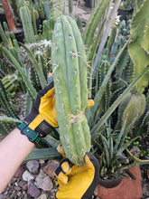 Load image into Gallery viewer, Cuzcoensis