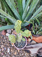 Load image into Gallery viewer, Totem Pole