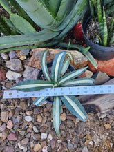 Load image into Gallery viewer, Variegated Agave