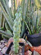 Load image into Gallery viewer, Boobie Cactus - Mrytillocacatus Geometrizans var. Fukurokuyuzinboku