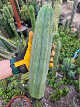 Load image into Gallery viewer, Tammy Pachanoi