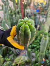 Load image into Gallery viewer, Tammy Pachanoi