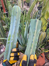 Load image into Gallery viewer, Myrtillocactus Geometrizans Tip & Mid Cut Combo
