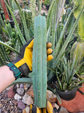 Load image into Gallery viewer, Peruvianus Mid Cut - PDN Peru