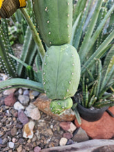 Load image into Gallery viewer, Tucson Fats Mid Cut