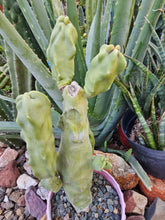 Load image into Gallery viewer, Totem Pole