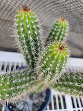 Load image into Gallery viewer, Thelegonus Mini Stand!