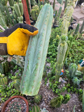 Load image into Gallery viewer, Tammy Pachanoi