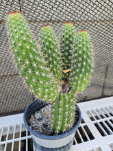 Load image into Gallery viewer, Thelegonus Mini Stand!