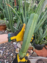 Load image into Gallery viewer, Tucson Fats Mid Cut