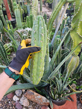 Load image into Gallery viewer, Cuzcoensis