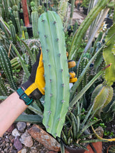 Load image into Gallery viewer, Myrtillocactus Cutting