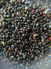Load image into Gallery viewer, Grandiflorus OP Seeds - 100 OR 300 Count